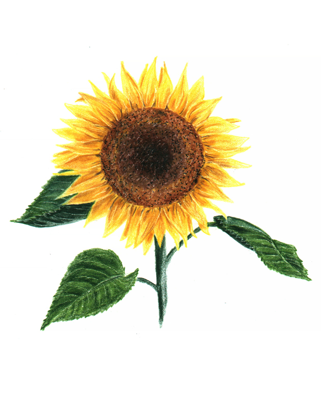 Sonnenblume Gezeichnet Einfach